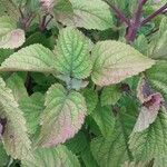 Plectranthus fruticosus Blatt