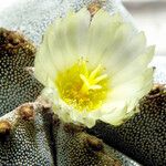 Astrophytum myriostigma Flor