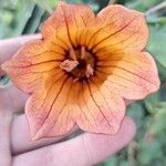 Canarina canariensis फूल