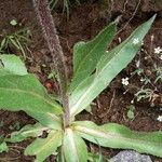 Hypochaeris uniflora Leaf