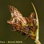 Carex ericetorum Ovoce