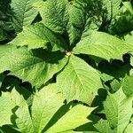 Rodgersia podophylla Листок