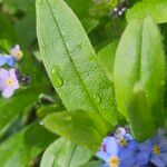 Myosotis sylvatica Blatt