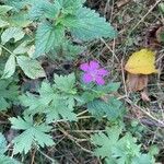 Geranium palustreBlomma