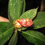 Costus laevis Drugo