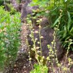 Tolmiea menziesii Blomma