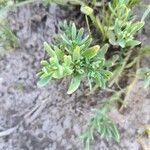 Heliotropium curassavicum ফুল