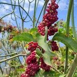 Bosea yervamora Fruit