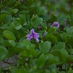 Ipomoea pes-caprae Blomma