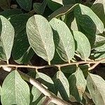 Combretum apiculatum Leaf