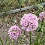 Allium angulosum Fleur