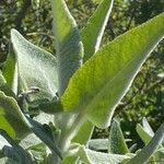 Salvia canariensis Other