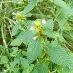 Galeopsis bifidaപുഷ്പം