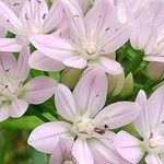 Allium unifolium Blüte