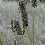 Plantago argenteaПлод