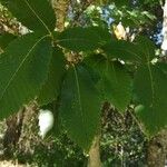 Castanea sativa List