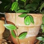 Peperomia quadrangularis Leht