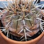 Gymnocalycium eurypleurumHoja