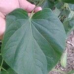 Piper umbellatum Leaf