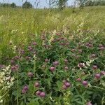 Trifolium medium Habit