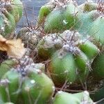 Cereus jamacaru List