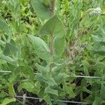 Helianthus mollis Fulla