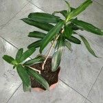 Dracaena angustifolia Kukka