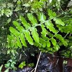 Dryopteris cristata List