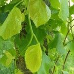 Tilia americana 葉