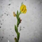 Zornia latifolia Blüte