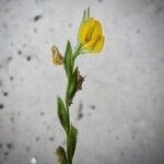 Zornia latifolia Flor
