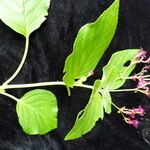 Didymocarpus aromaticus
