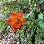 Lilium bulbiferumBloem