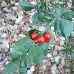 Ruscus aculeatus Fruit