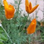 Eschscholzia californicaFlower