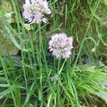 Allium senescens Costuma