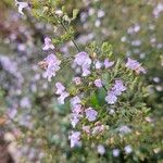 Clinopodium nepeta Habitus