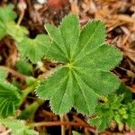 Alchemilla acutiloba Φύλλο