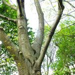 Quercus pubescens Écorce