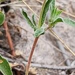 Lomelosia palaestina Schors