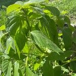 Salvia hispanica Hábitos