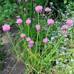 Allium schoenoprasum आदत