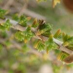 Thymbra capitata Blad