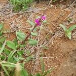 Talinum portulacifolium Blad