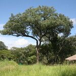 Sclerocarya birrea Хабит