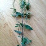 Teucrium scorodonia 整株植物