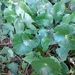 Hydrocotyle bonariensis Blad