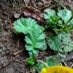 Geum montanum 葉