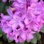Rhododendron ponticum फूल