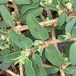 Euphorbia chamaesyce Цвят